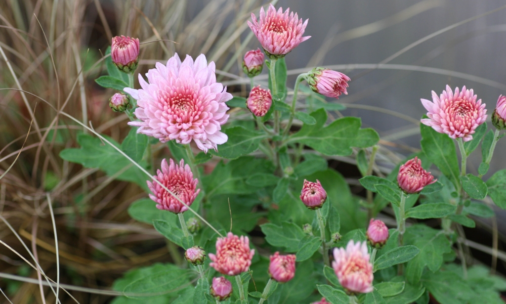 Хризантемы