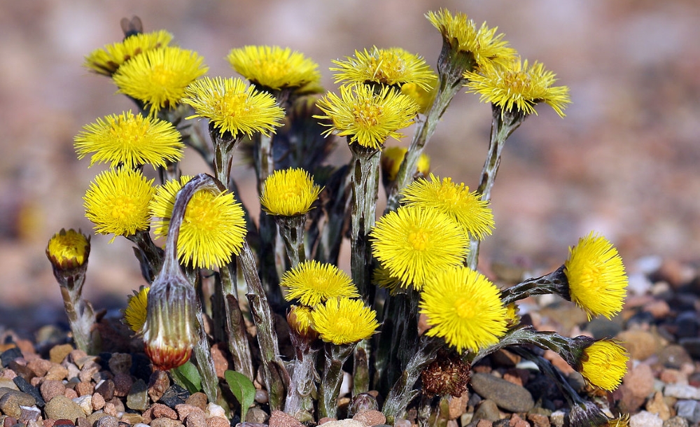 Мать-и-мачеха