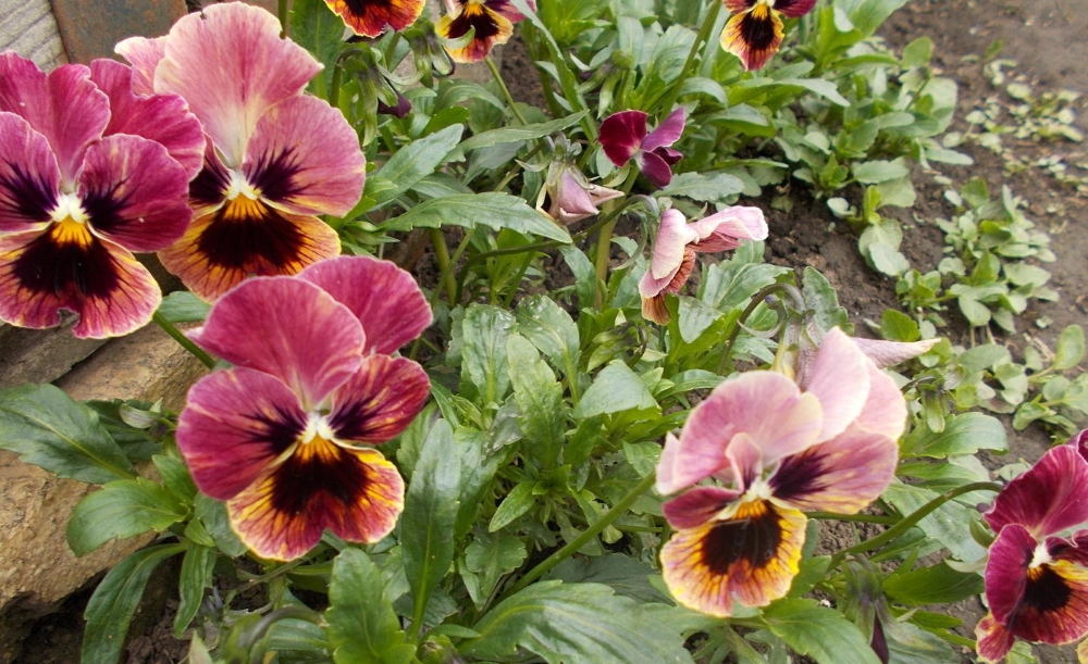 Анютины глазки