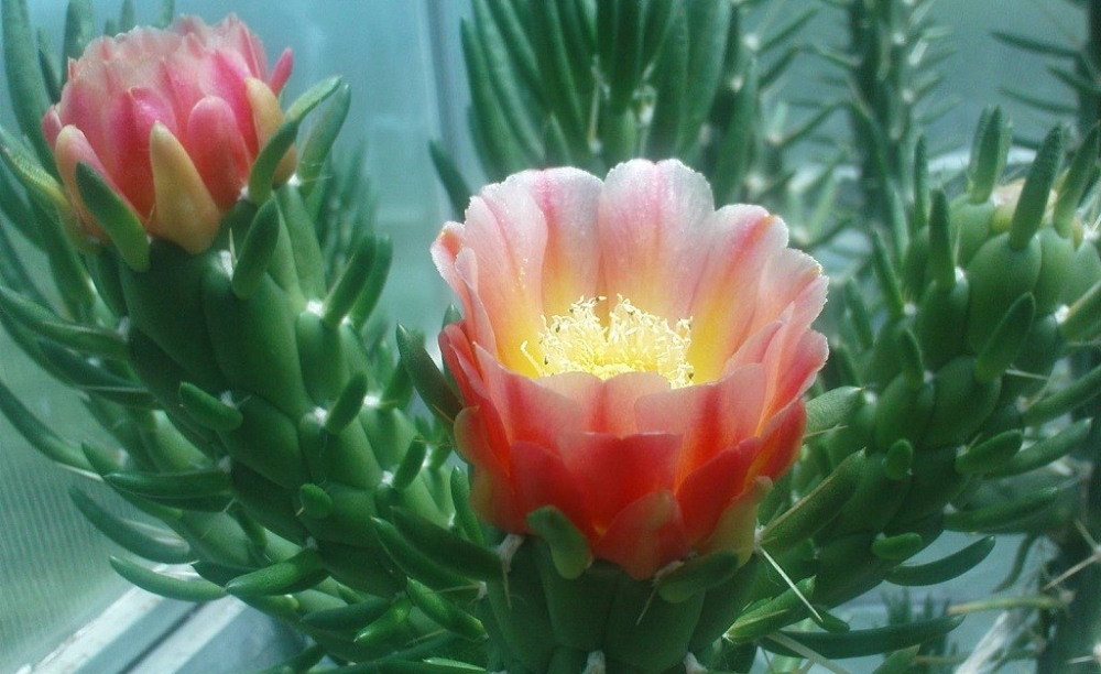 Аустроцилиндропунция