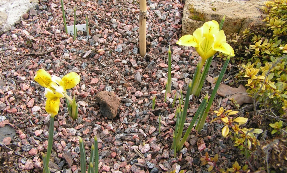 Иридодиктум