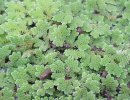 Азолла перистая Азолла перистая
