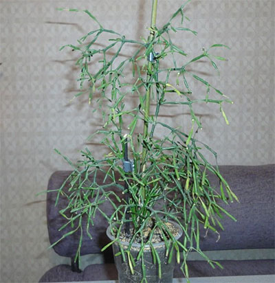 Кактус хатиора