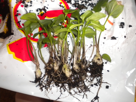 Размножение и выращивание комнатного растения дримиописис