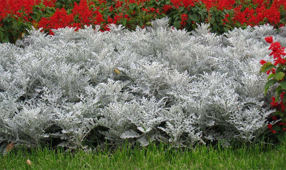 Цинерария приморская