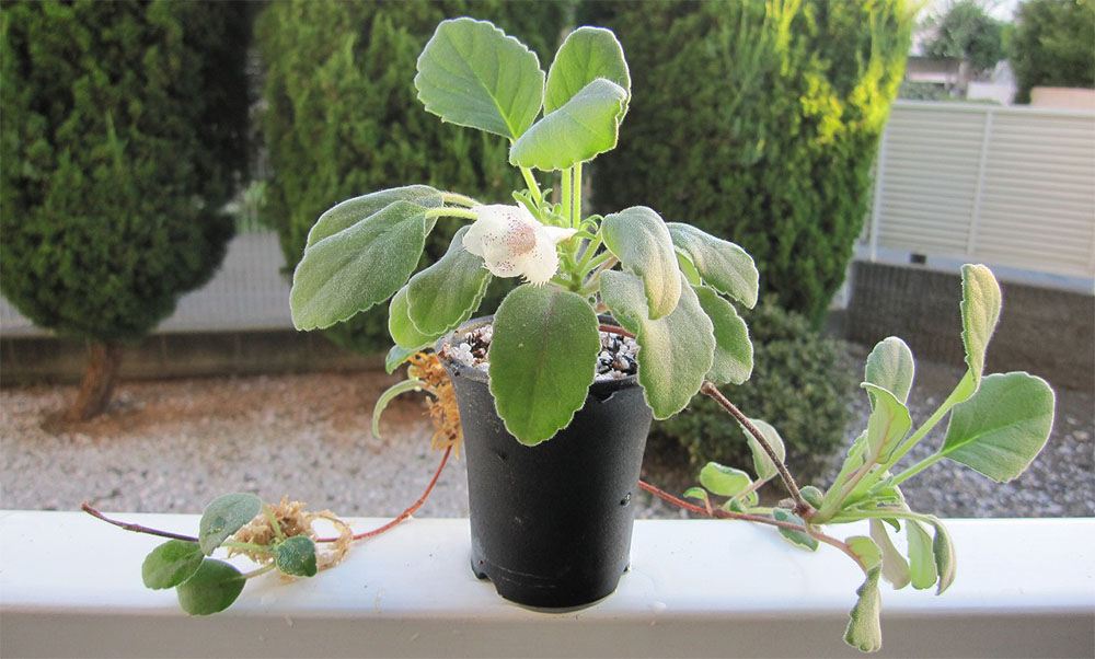 Уход за альсобией