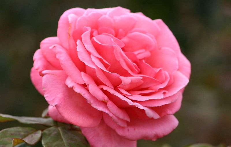 Роза Паризе Шарм