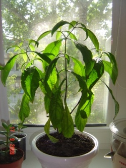 Пахистахис не цветет