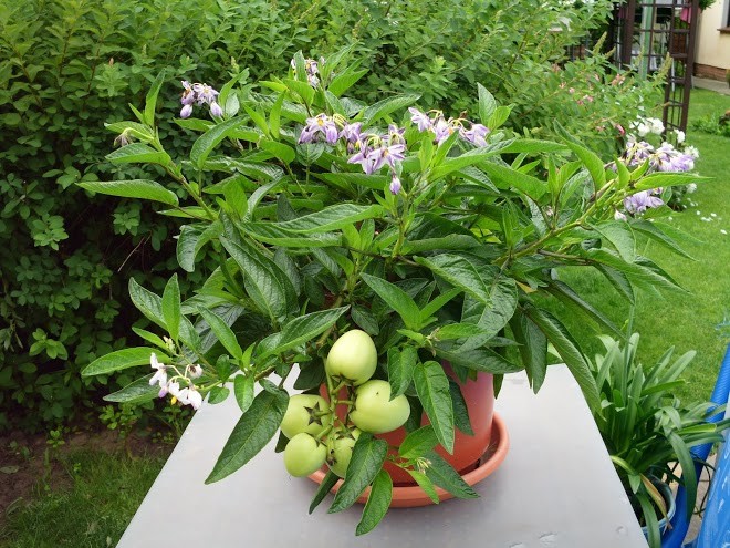 Выращивание соланумома