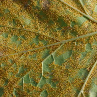 Ржавчина на астрах