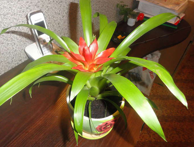 Уход за гузманией в домашних условиях