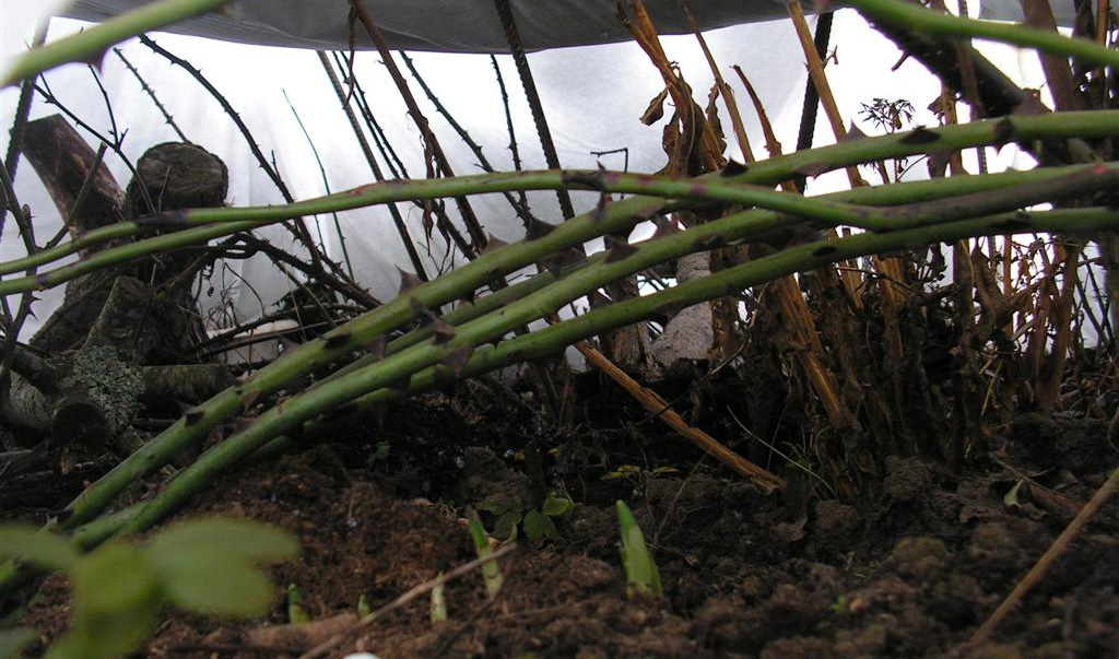 Зимовка розы