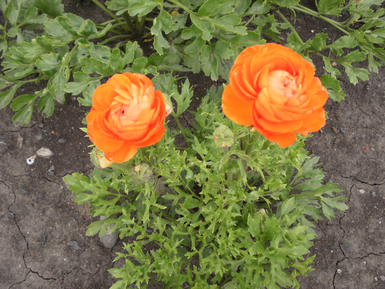 Место для посадки лютиков