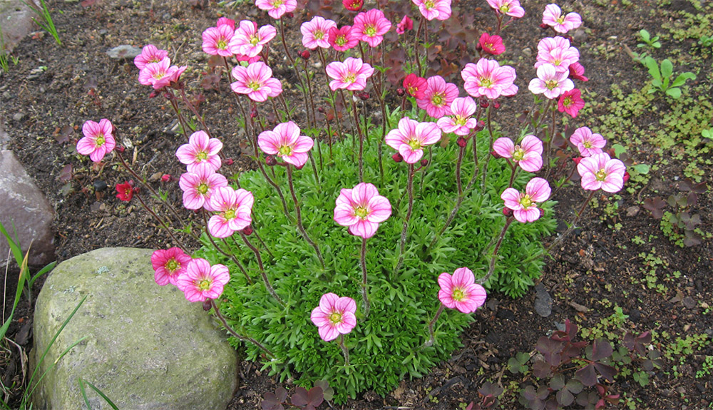 Камнеломка