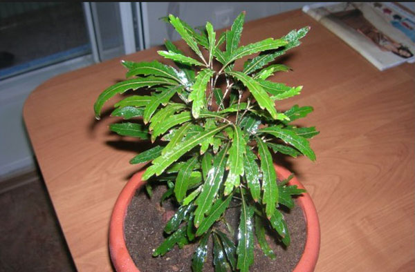 Дизиготека