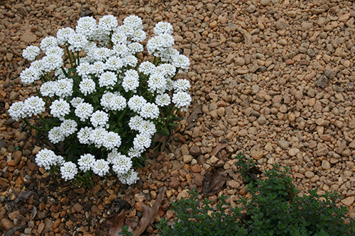Уход за иберисом