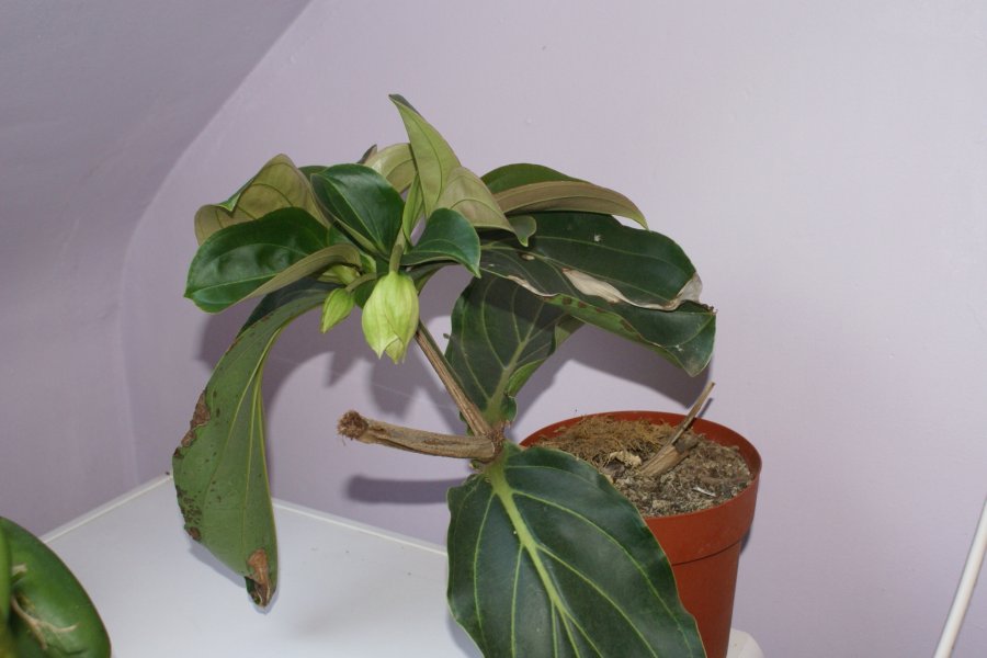 Болезни и вредители у комнатного растения мединилла