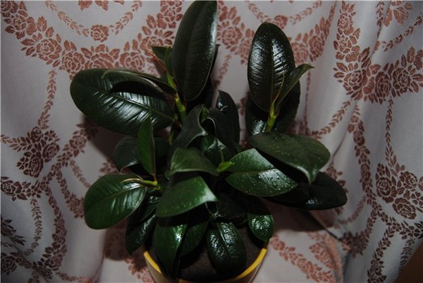 Фикус каучуконосный