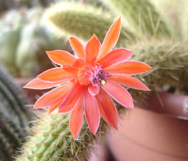 Клейстокактус фото кактуса