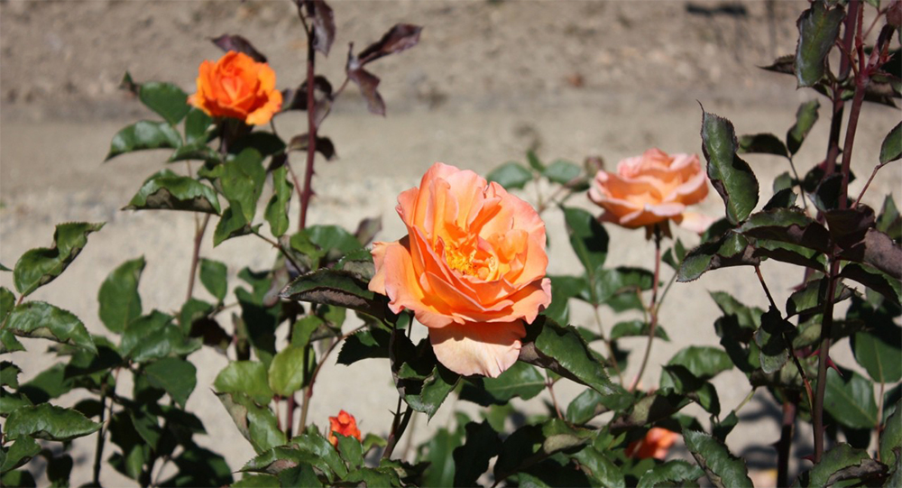 Куст розы Дорис Тистерман