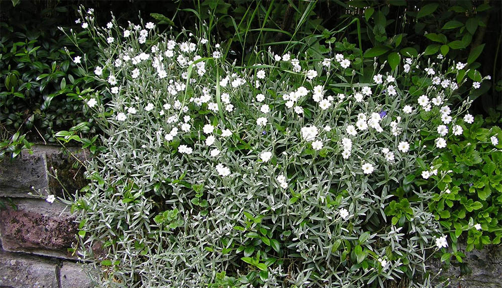 Ясколка Биберштейна в ландшафтном дизайне