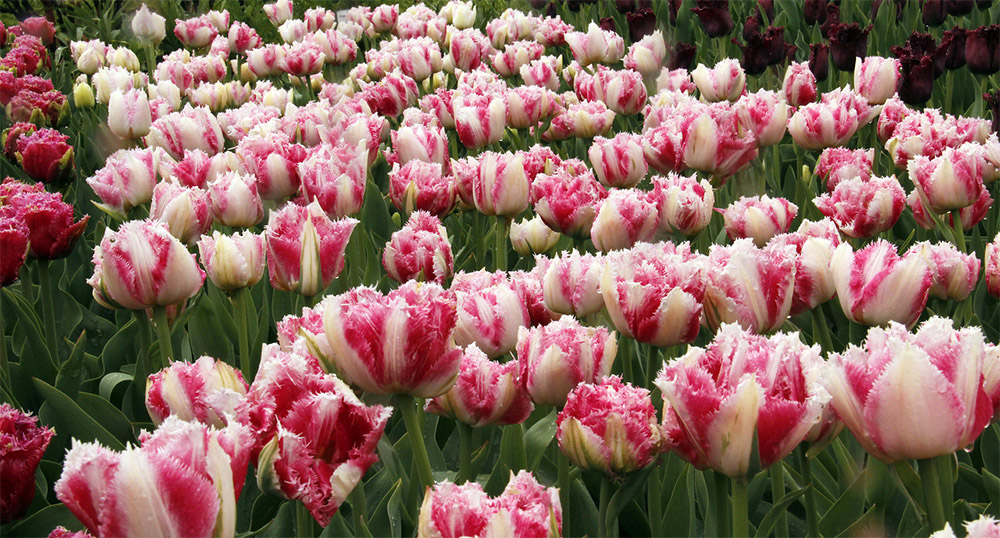 Тюльпаны Cool Crystal