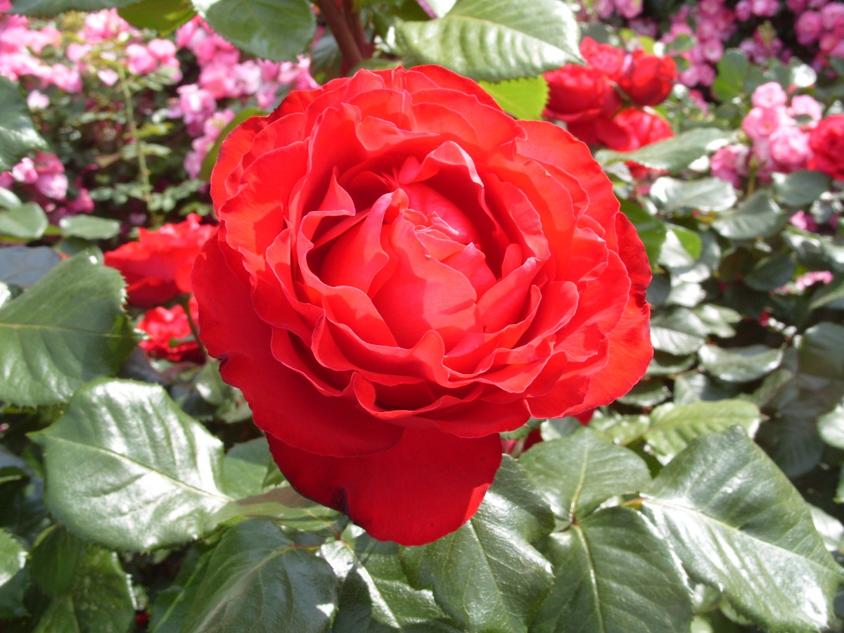 Роза Травиата и фото