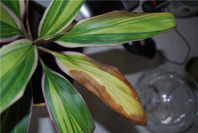 Болезни и особенности лечения комнатного растения в этот период