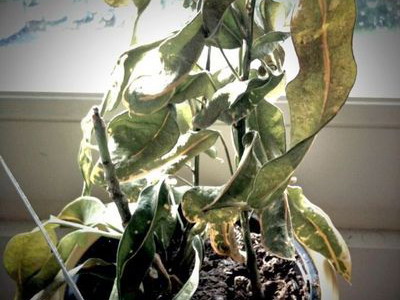 Заболевание кодиеума