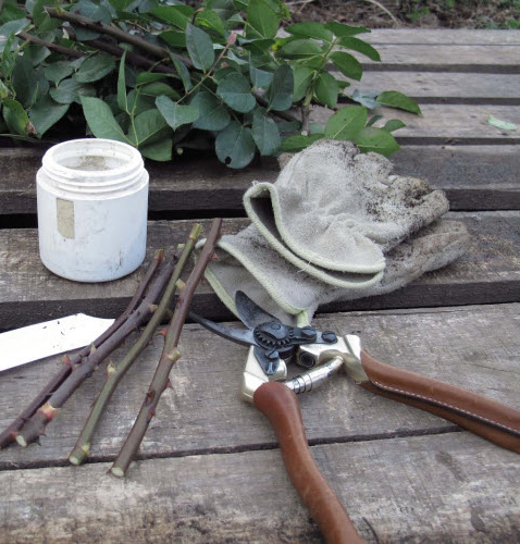 Размножения сорта роз Луис Одьер