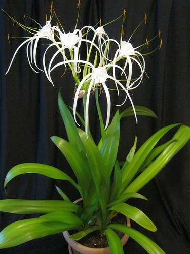 Гименокаллис в горшке