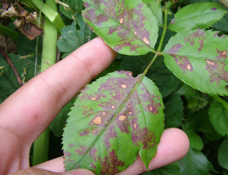 Роза черная магия болеет
