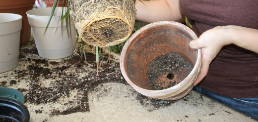 Способы пересадки комнатного растения бугенвиллия