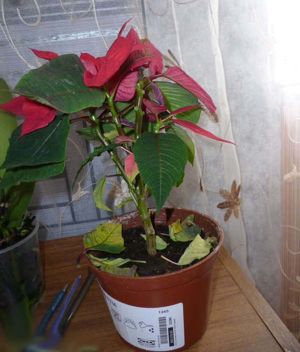 Сохнут листья у пуансетии