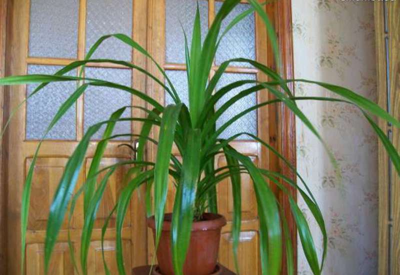 Полив пандануса