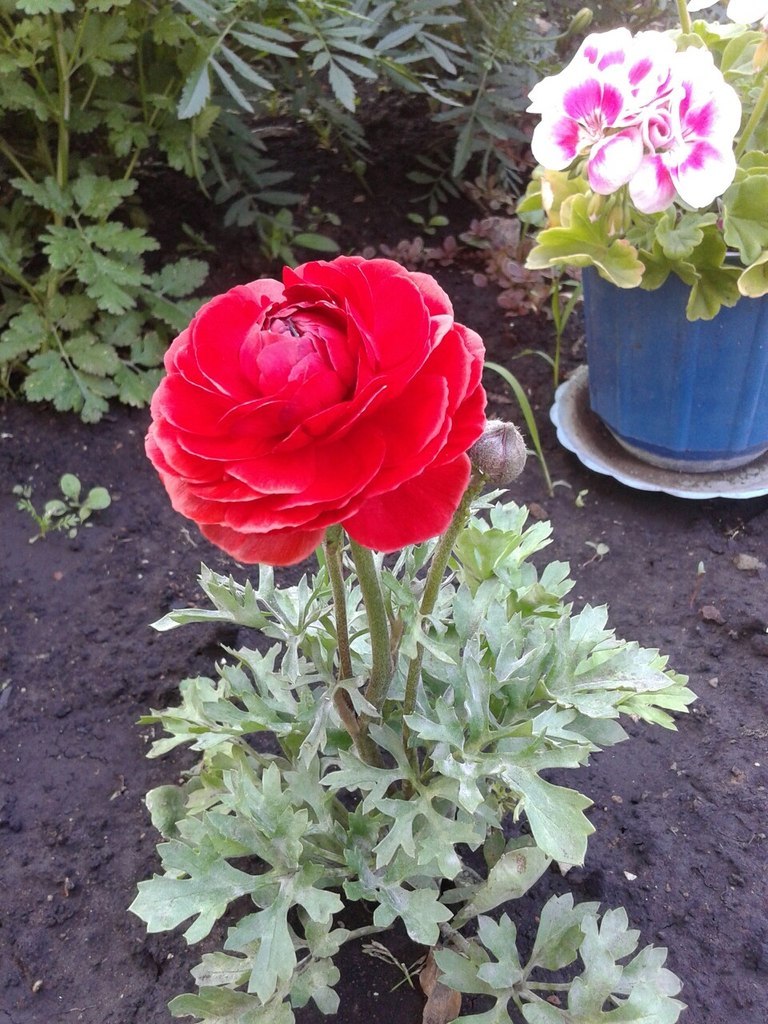 Лютик в открытом грунте