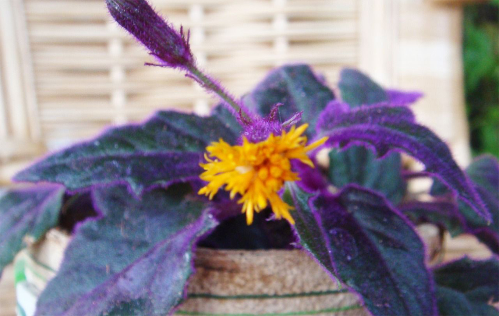 Гинура оранжевая