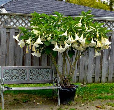 Где и как выращивать кустарник бругмансия