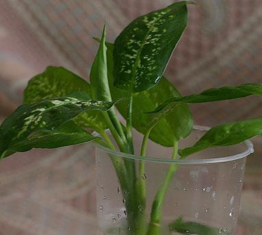 Размножение и уход за молодой диффенбахией