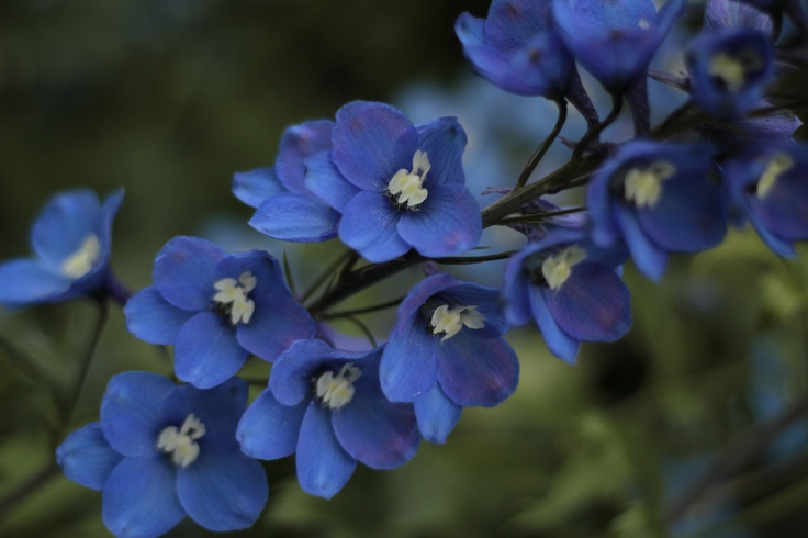 Дельфиниум