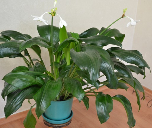 Эухарис и освещение