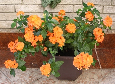 Кроссандра