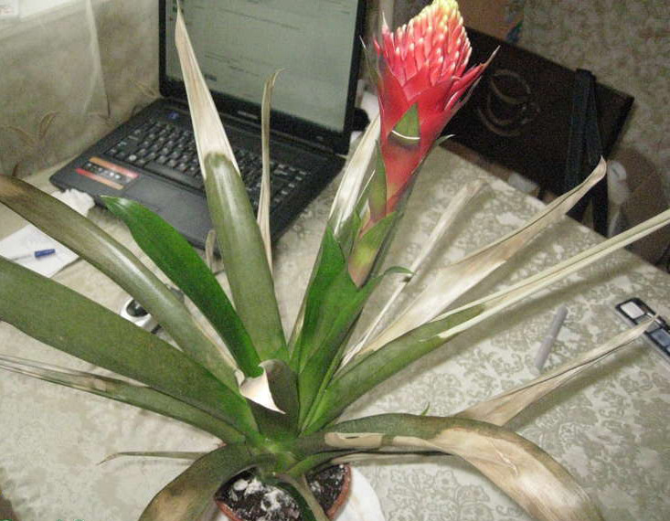 Гузмания гибнет