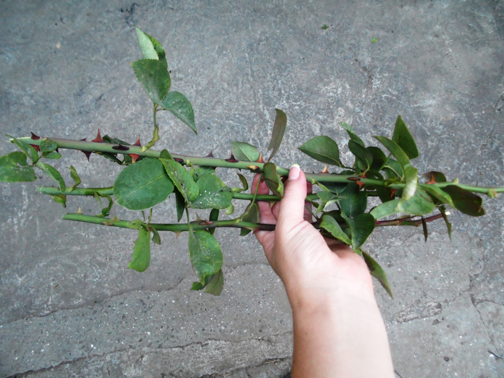 Размножение роз Блэк Баккара (черенки)