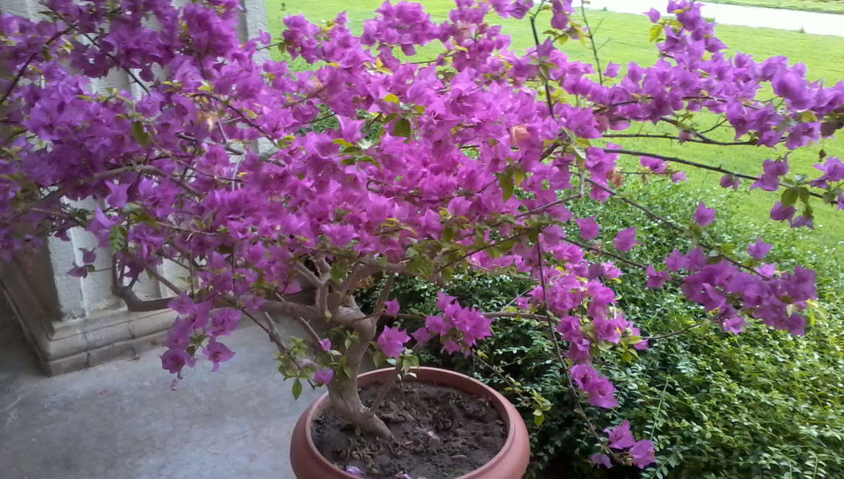 Выбор местоположения для растения бугенвиллия