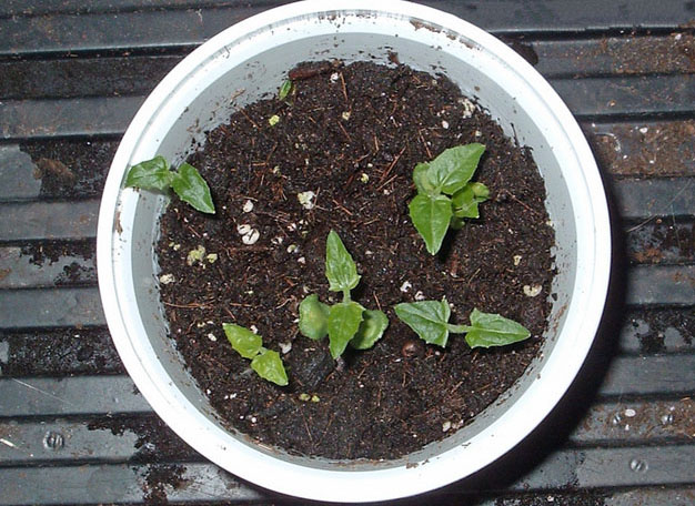 Как вырастить тунбергию из семян