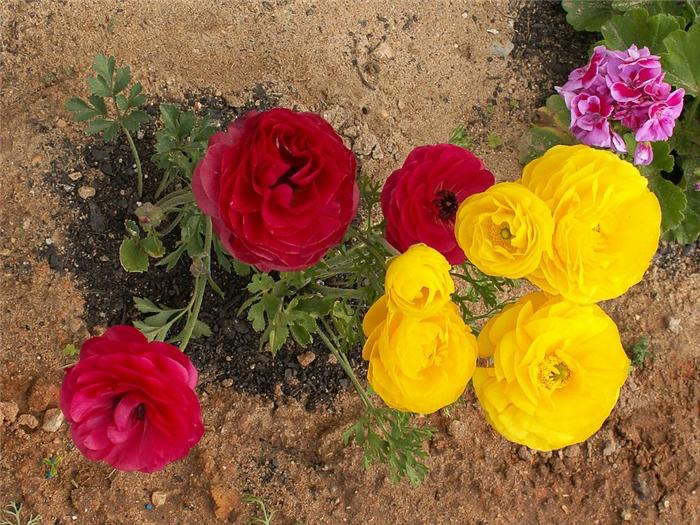 Лютик как украшение сада