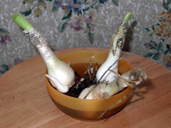 Посадка и пересадка нерине