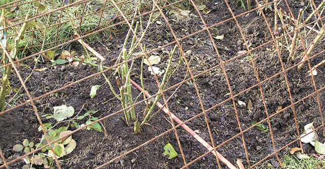 Организация зимовки для роз чёрная магия