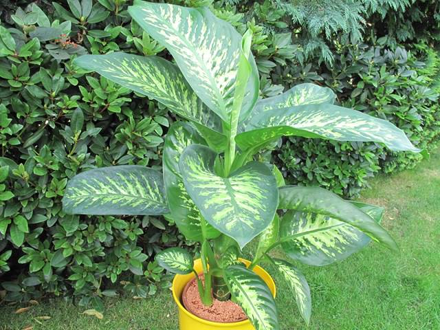 Ядовит ли сок этого растения Диффенбахия